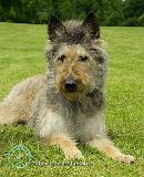 Belgian Shepherd Dog 9W002D-022